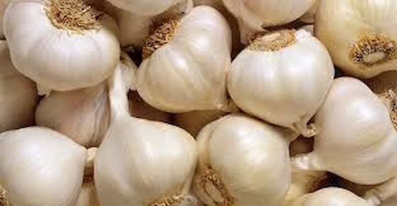 سیر اصفهان ارغوانی درجه یک با تندی بالا و طعمی عالی